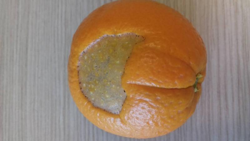 Εικ 2: Εσχάρωση μικρού βάθους του πορτοκαλιού  λόγω ύπαρξης θρίπα, που καλύπτει μεγάλο μέρος της επιφάνειάς του