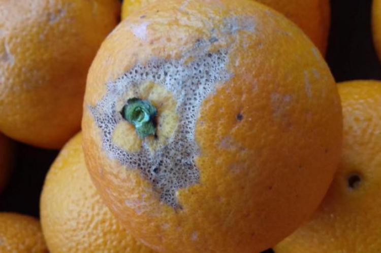 \Εικ1: Καρπός πορτοκαλιού  με ακανόνιστου σχήματος δακτύλιο γύρω από το μίσχο γκριζόμαυρου χρώματος οφειλόμενο σε προσβολή από θρίπα.