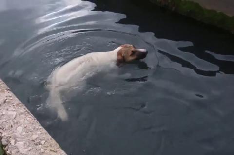 ArgolidaPortal.gr Άργος- Διάσωση σκύλου σε αρδευτικό κανάλι στη Δαλαμανάρα