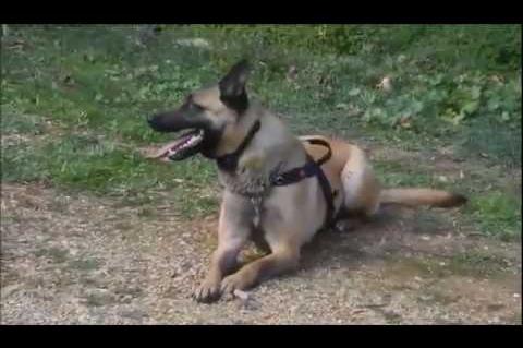 ArgolidaPortal.gr Άργος - Εκπαίδευση σκύλου της Ελληνικής Ομάδας Διάσωσης Αργολίδας