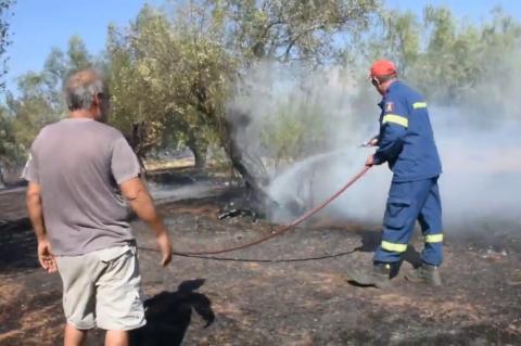 ArgolidaPortal.gr Αργολίδα - Πυρκαγιά στα Φίχτια έκαψε  ελιές