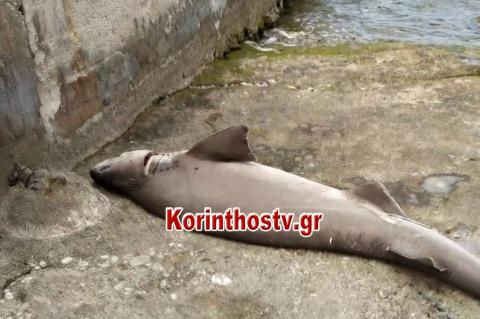 Νεκρός καρχαρίας ξεβράστηκε σε παραλία της Ποσειδωνίας Κορίνθου