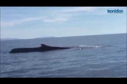 Τραυματισμένη φάλαινα εμφανίστηκε στο Λεωνίδιο